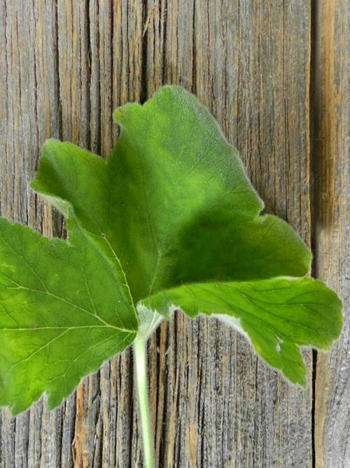 GREEN GERANIUMS